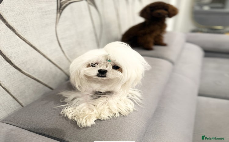 Maltese dogs in Clydebank - Advert 5