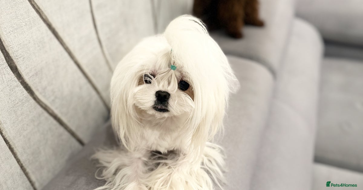 ⭐️Tiny Korean Maltese Stud Proven ⭐️ for stud in Clydebank