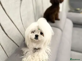 Maltese dogs ⭐️Tiny Korean Maltese Stud - Proven ⭐️ in Clydebank - Advert 15