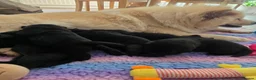 Mixed Breed dogs for sale: Gorgeous Chowador puppies. Chow x Lab - Advert 15