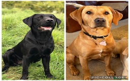 Labrador Retriever dogs for sale: Labrador Puppies For Sale  - Image 3