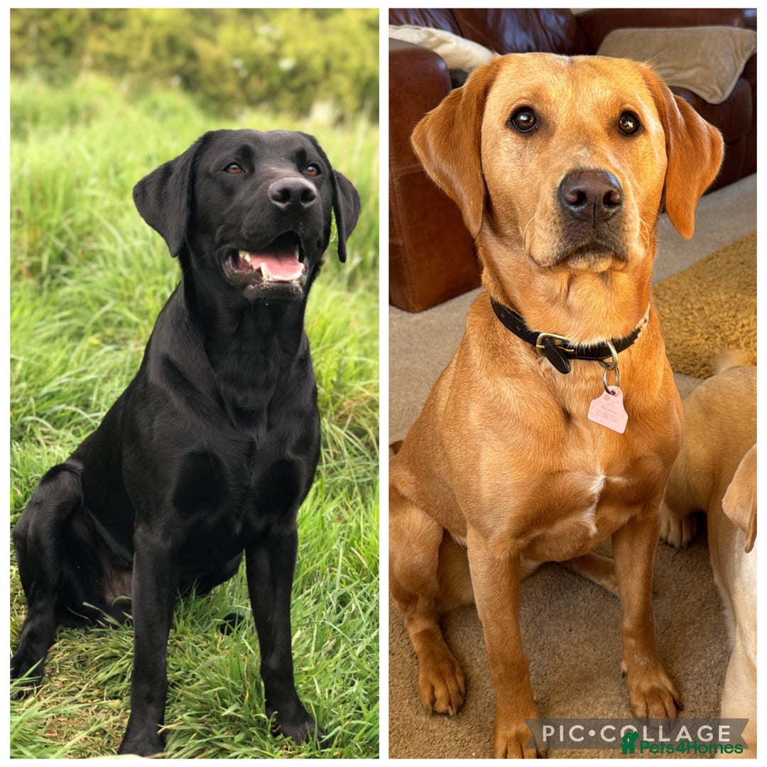 Labrador Retriever dogs for sale: Labrador Puppies For Sale  - Image 3