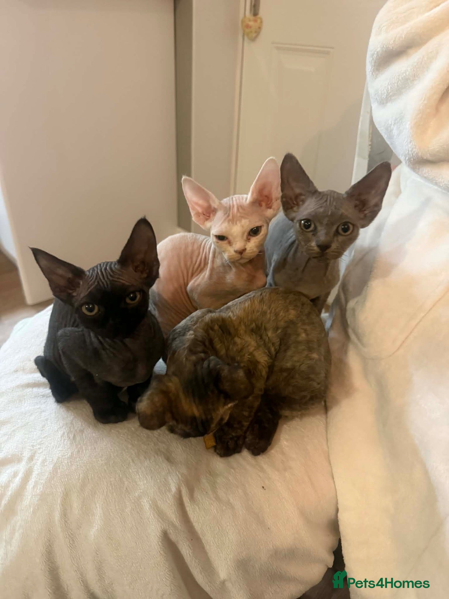 Devon Rex cats for sale: Fife reg Devon Rex kittens  - Advert 21