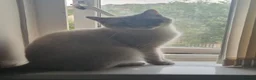 Mixed Breed cats for sale: Female cat for sale  in Huddersfield - Advert 3
