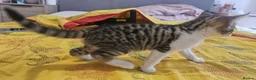 Mixed Breed cats for sale: Adorable kittens looking for loving home in Birmingham - Advert 11