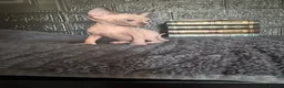 Sphynx cats for sale: Sphynx kittens TICA registered  - Advert 10
