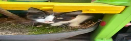 Mixed Breed cats for sale: Adorable kitten for sale, ready now! - Advert 4