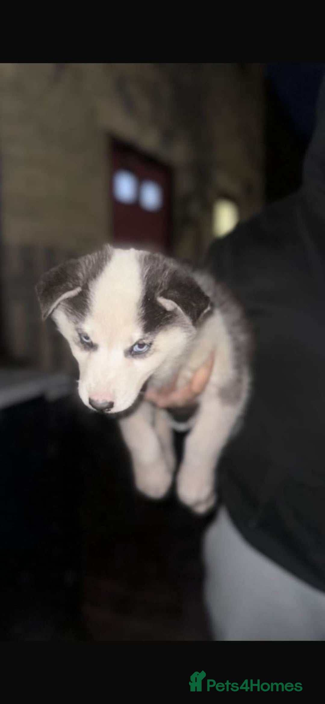 Siberian Husky dogs for sale: Adorable Black & Brown Husky Puppies –Great Price! - Image 10