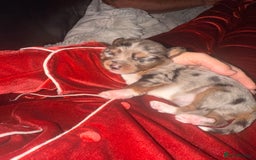 Mixed Breed dogs for sale: Stunning Merle chihuahua 2 girls ready 22nd dec - Advert 32