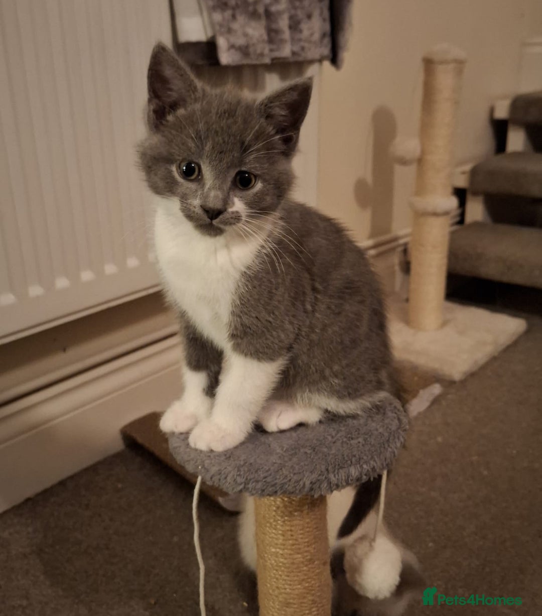 Mixed Breed cats for sale: Shorthair/Bengal/Ragdoll Mixed Breed - Advert 2