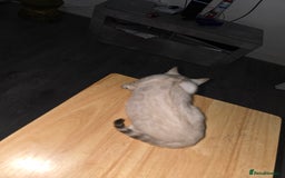 Bengal cats for sale: BLUE EYE SNOW BENGAL LYNC TICA ACTIVE - Image 24