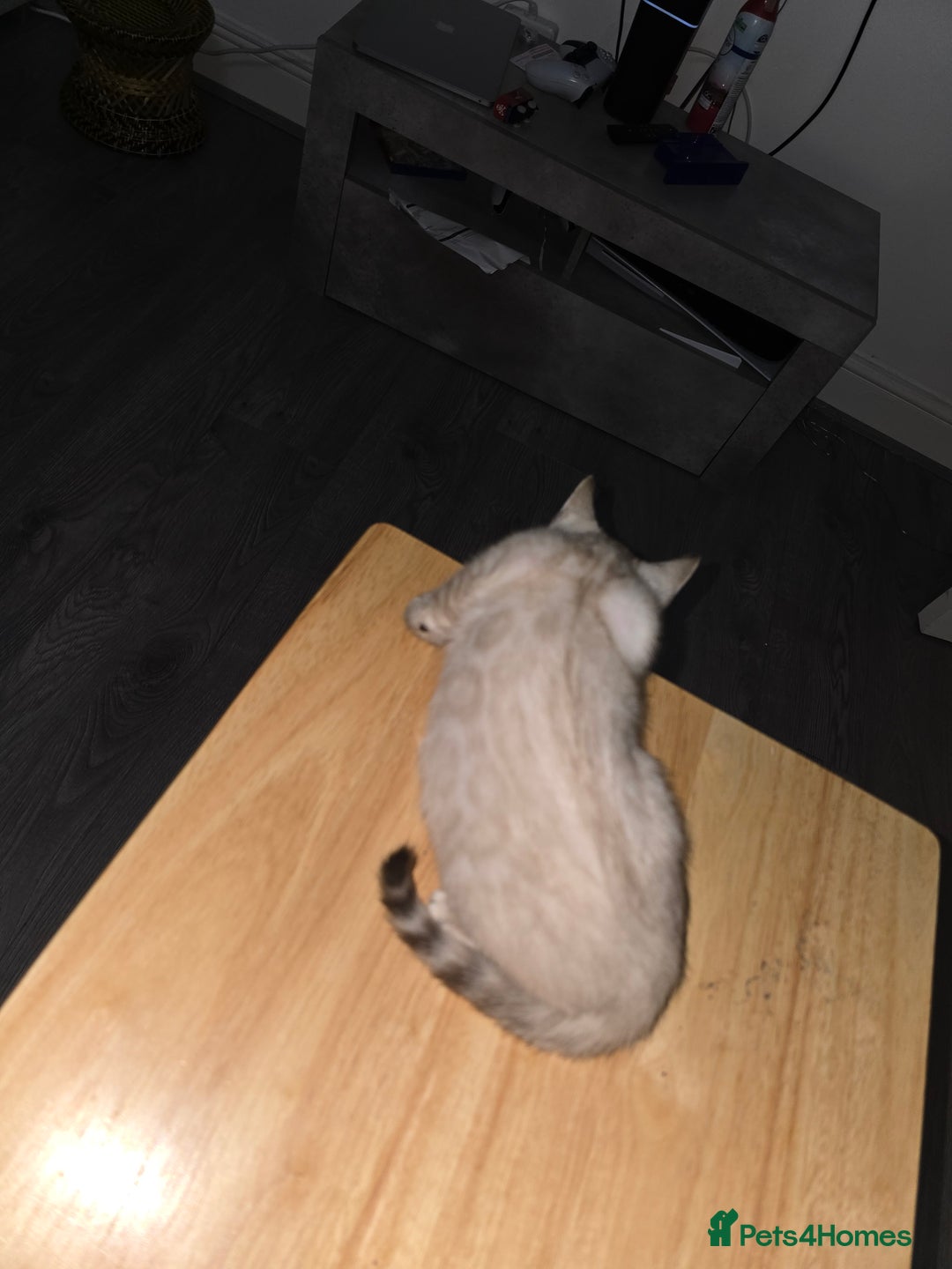 Bengal cats for sale: BLUE EYE SNOW BENGAL LYNC TICA ACTIVE - Image 24