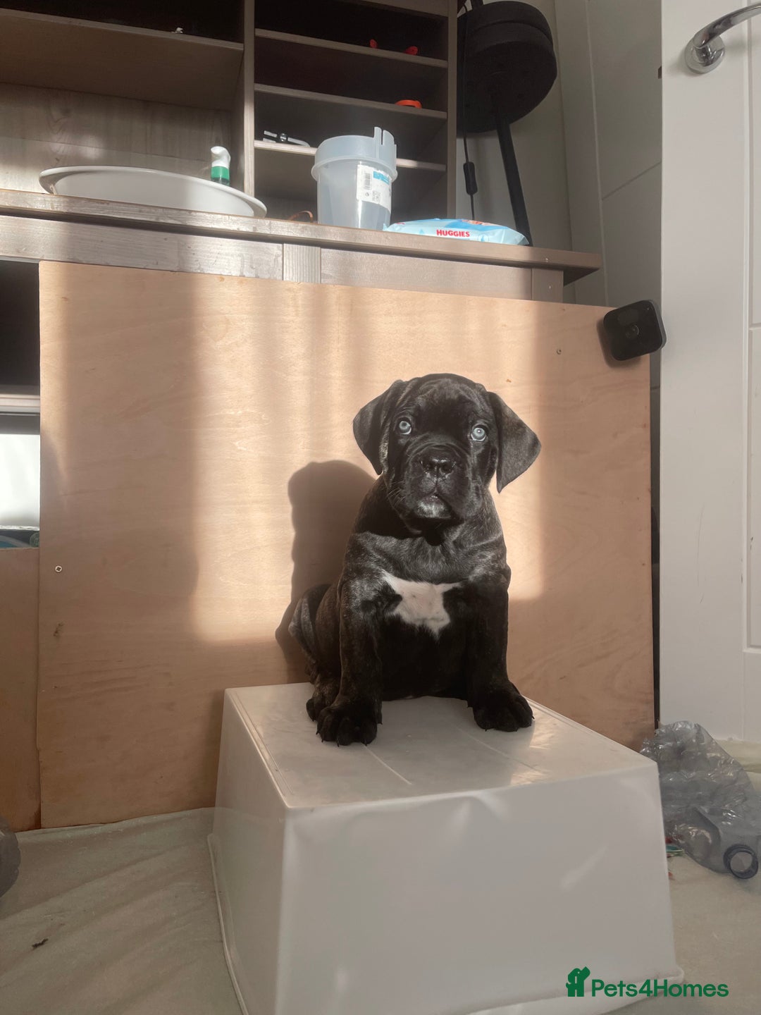 Cane Corso dogs for sale: Yuki X Aries Russian Champ Bloodline Puppies - Advert 16