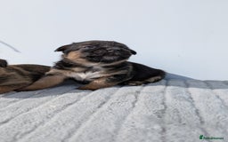 Mixed Breed dogs for sale: Cracking terrier pups - Image 7