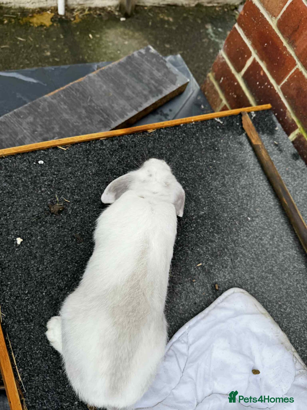 Mini Lop rabbits for sale: 2 female mini lops - Advert 7