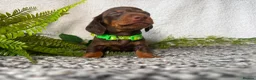 Miniature Dachshund dogs for sale: KC pedigree Mini Dachshund puppies - Advert 14