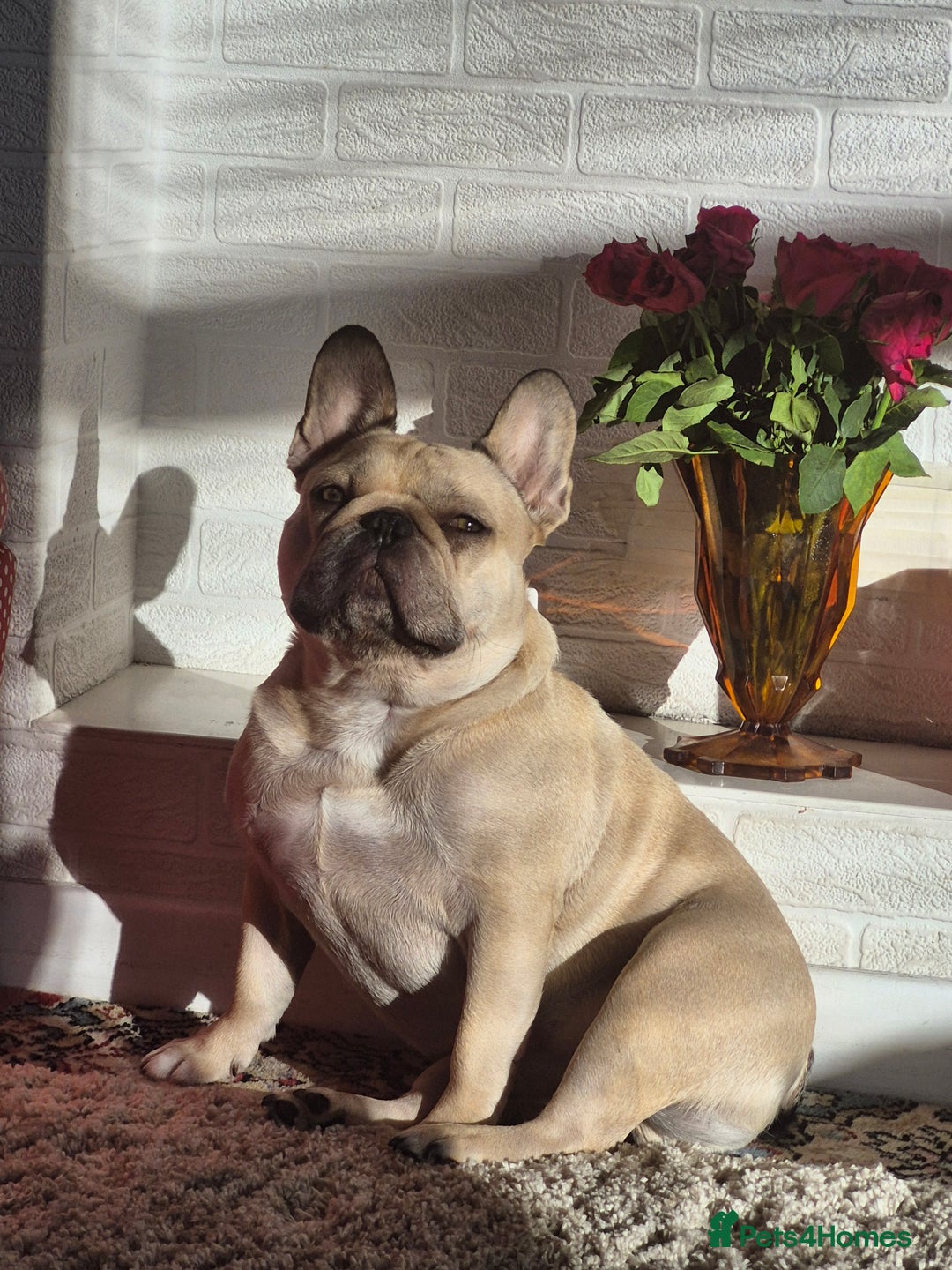 French Bulldog dogs for sale: French bulldog - Advert 1