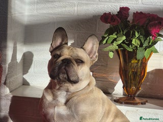 French Bulldog dogs French bulldog - Advert 9