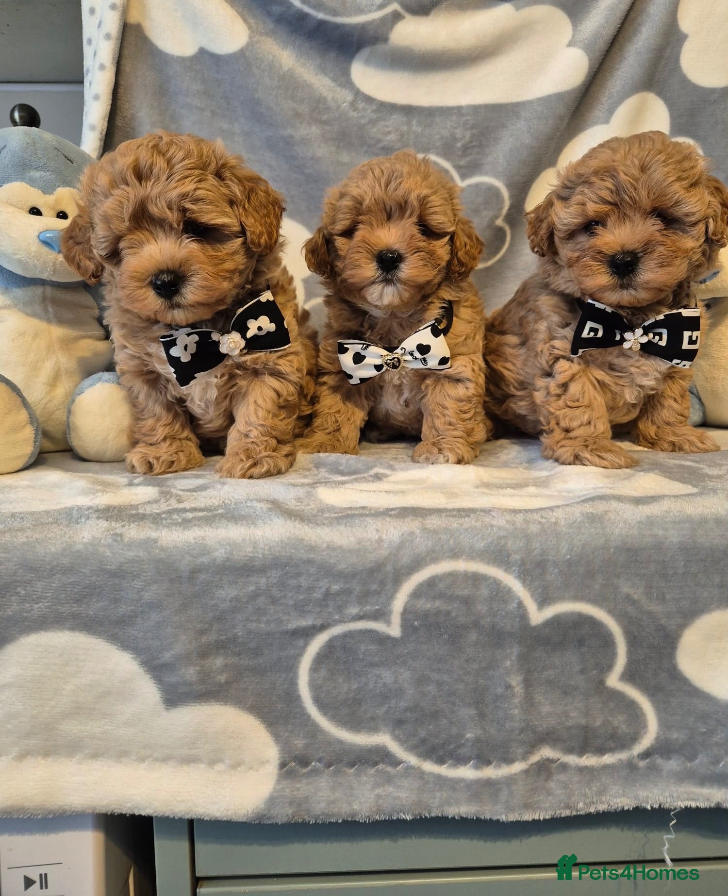 Maltipoo dogs Beautiful Maltipoo Puppies - Advert 3