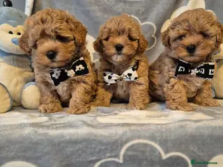 Maltipoo dogs Beautiful Maltipoo Puppies - Advert 3