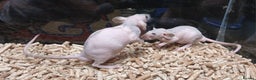 Rat rodents for sale: Baby Naked Dumbo Rat's - Advert 1