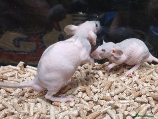 Rat rodents Baby Naked Dumbo Rat's - Advert 1