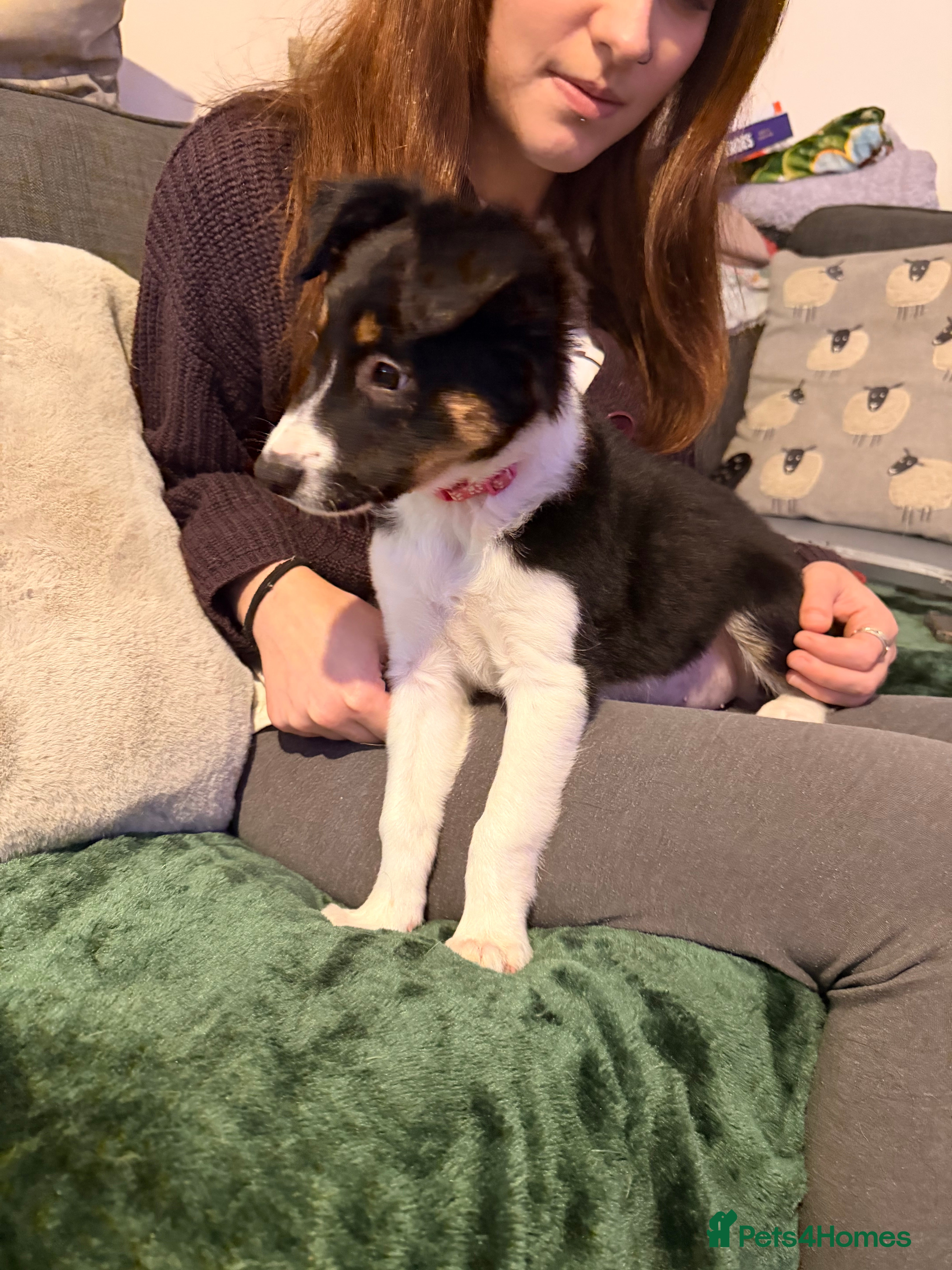 Border Collie dogs 7 beautiful border collie pups  - Advert 1