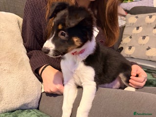 Border Collie dogs 7 beautiful border collie pups - Advert 1