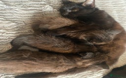 Ragdoll cats for sale: 2 Gorgeous Ragdoll/Bengal boys - Image 5