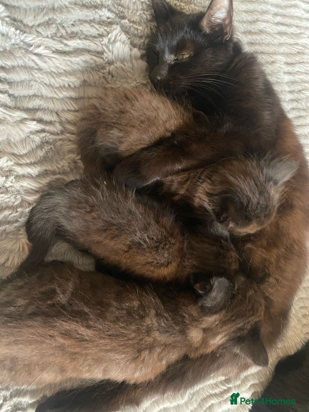 Ragdoll cats for sale: 2 Gorgeous Ragdoll/Bengal boys - Image 5
