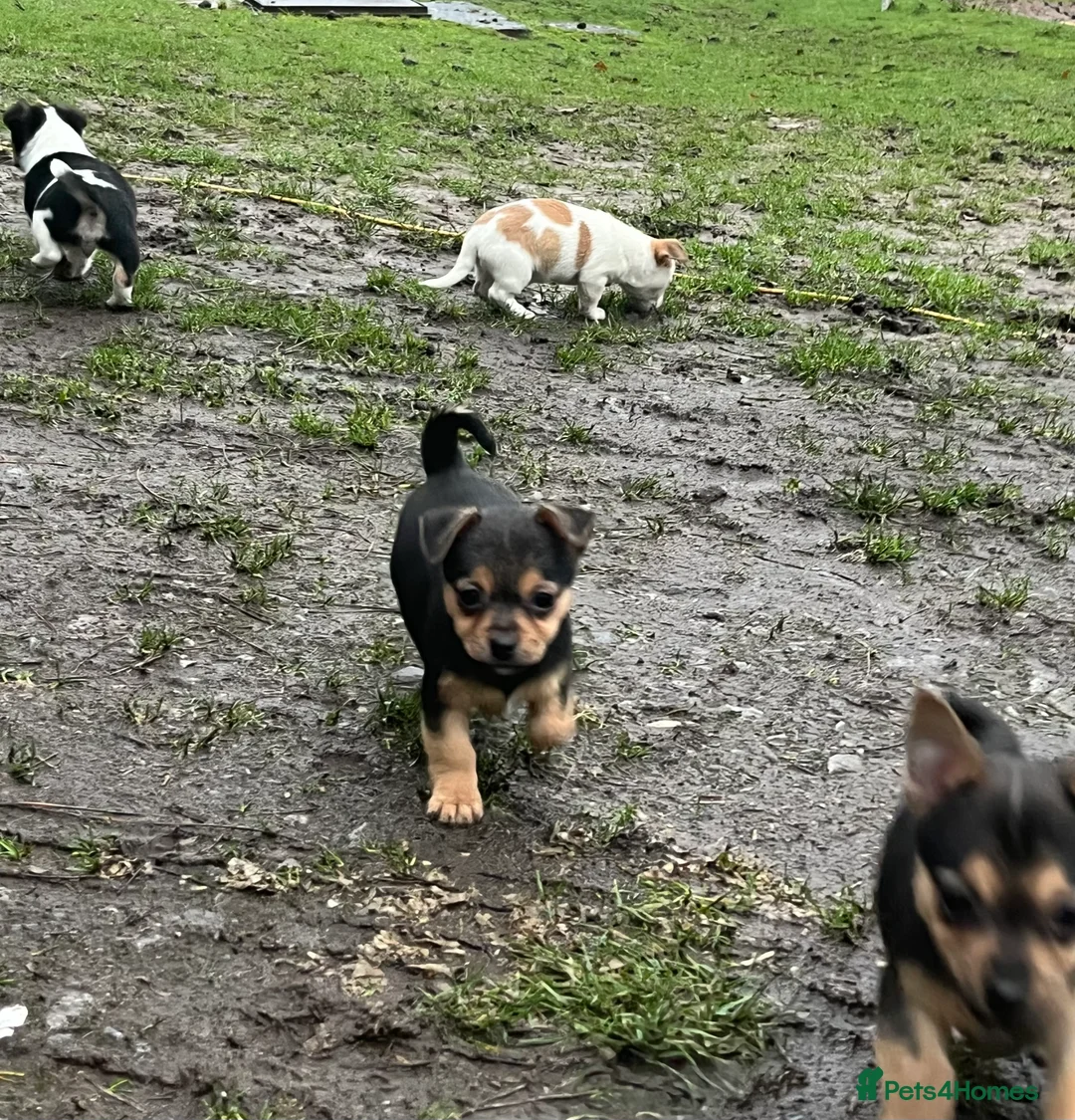 Mixed Breed dogs for sale: Gorgeous Jackchi pups  - Advert 7