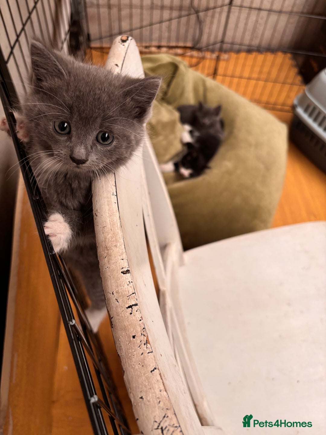 Mixed Breed cats for sale: 4 beautiful kittens ready now - Image 8
