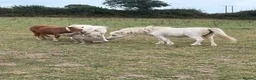 Miniature horses for sale: 2 Pali & white mini Shetlands  - Advert 10