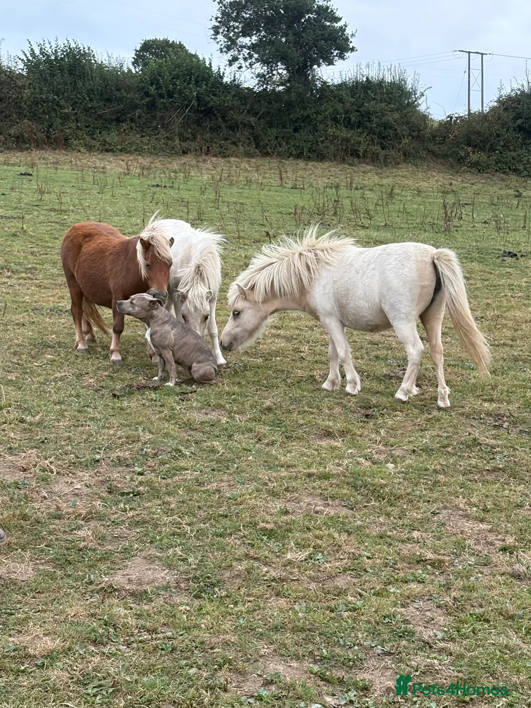 Miniature horses for sale: 2 Pali & white mini Shetlands  - Advert 10