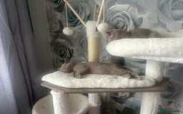 British Shorthair cats for sale: Beautiful British short hair kittens  in Manchester - Image 38