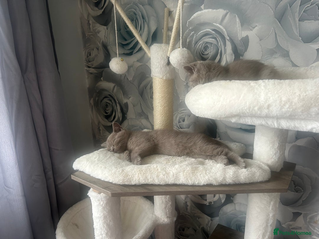British Shorthair cats for sale: Beautiful British short hair kittens  in Manchester - Image 38