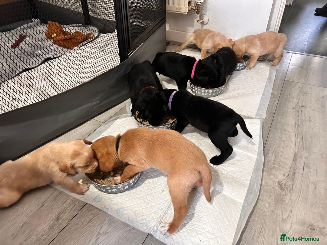 Labrador Retriever dogs for sale: Retriever Labrador puppys for sale - Image 22