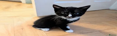 Mixed Breed Kitten 3