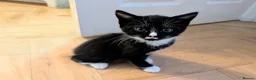 Mixed Breed cats for sale: Rainbow litter of - part BSH - Advert 24