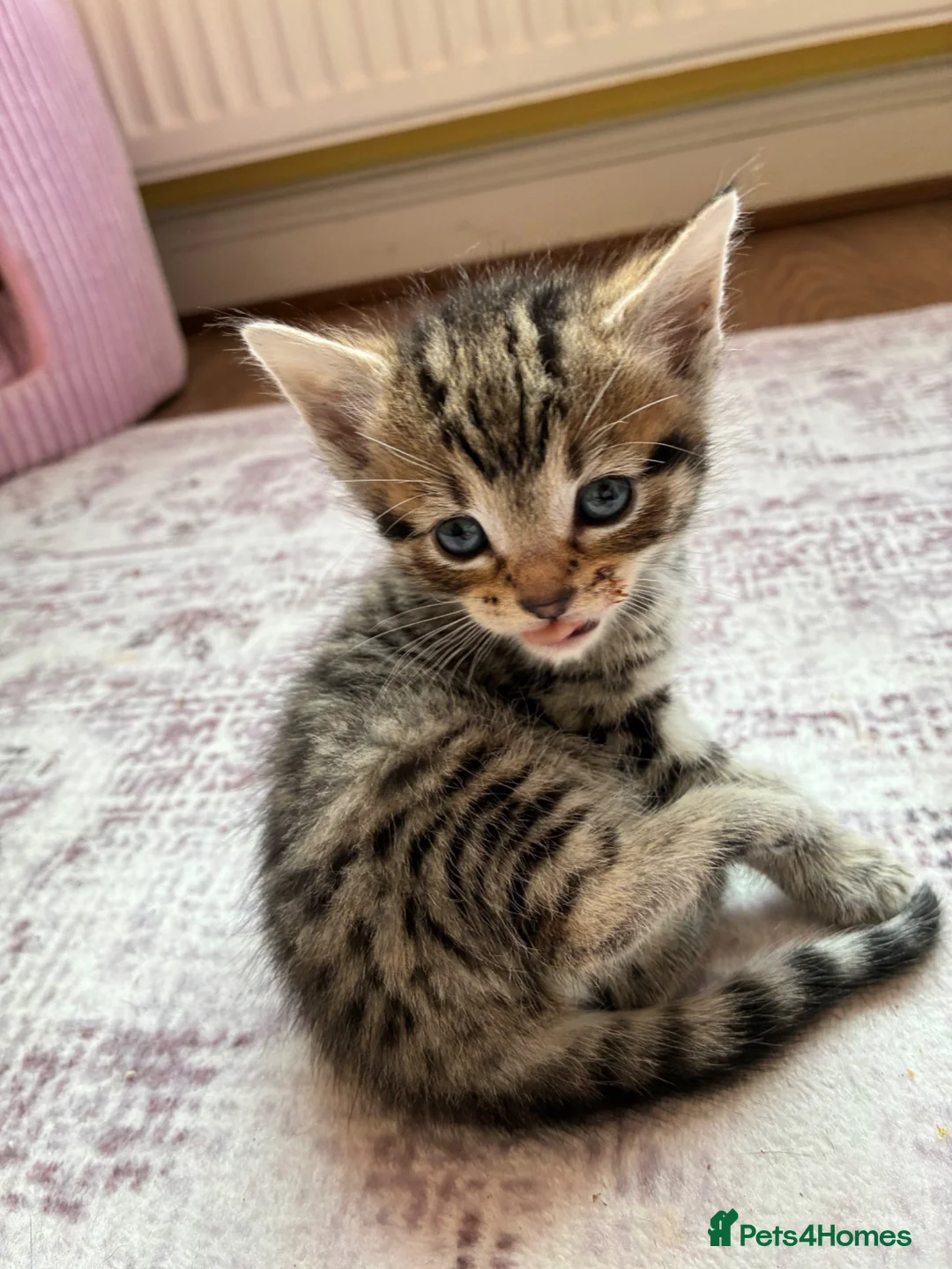 Bengal cats for sale: Beautiful Bengal kittens for sale in Chesterfield - Advert 18