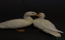 Ducks poultry for sale: Pure white call ducks  - Image 10
