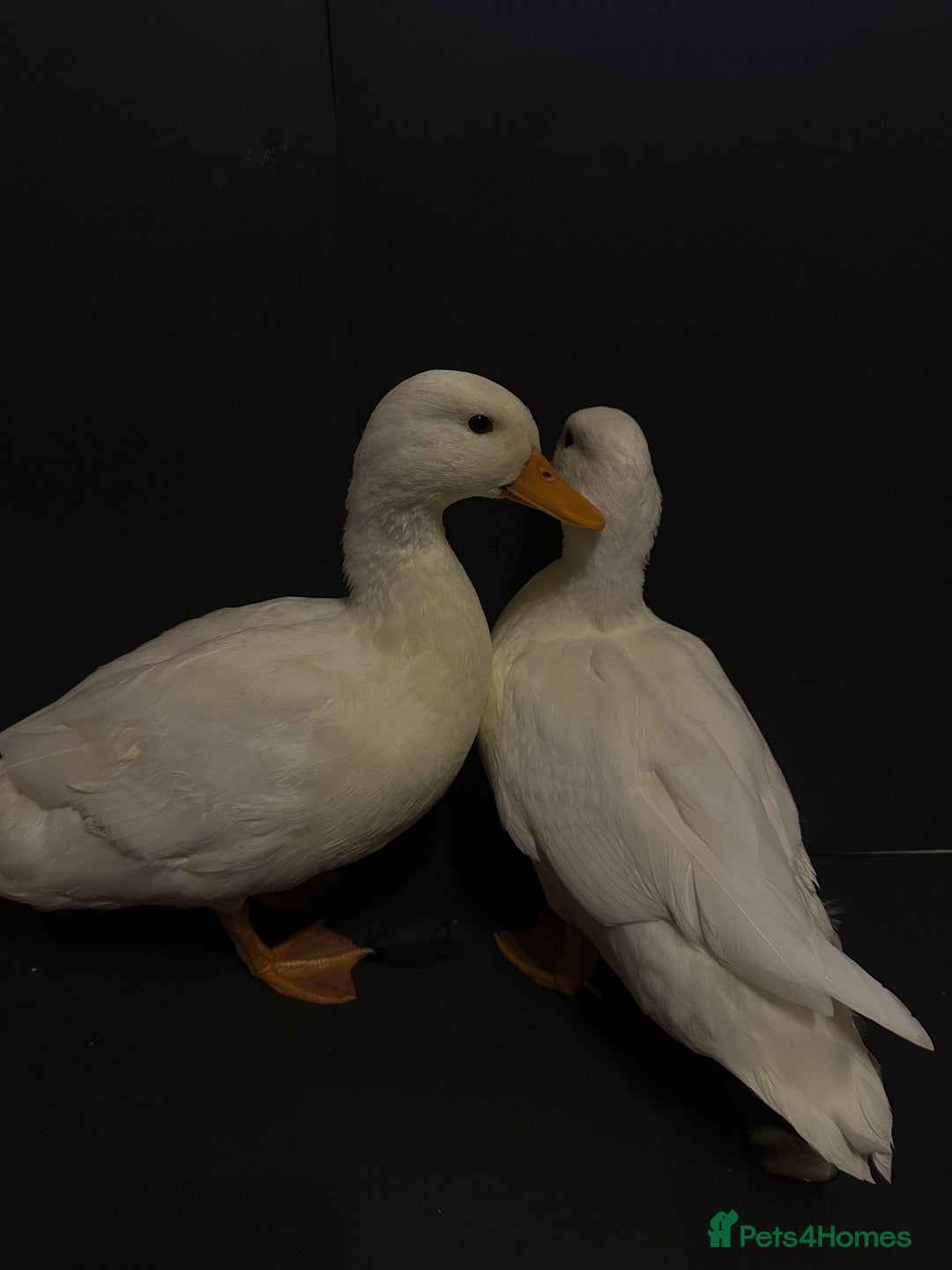 Ducks poultry for sale: Pure white call ducks  - Image 10