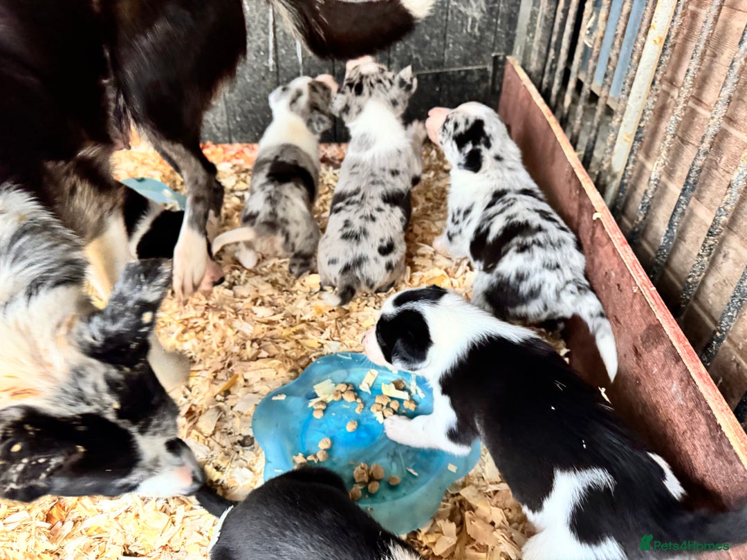Border Collie dogs for sale: Collie pups  - Image 6
