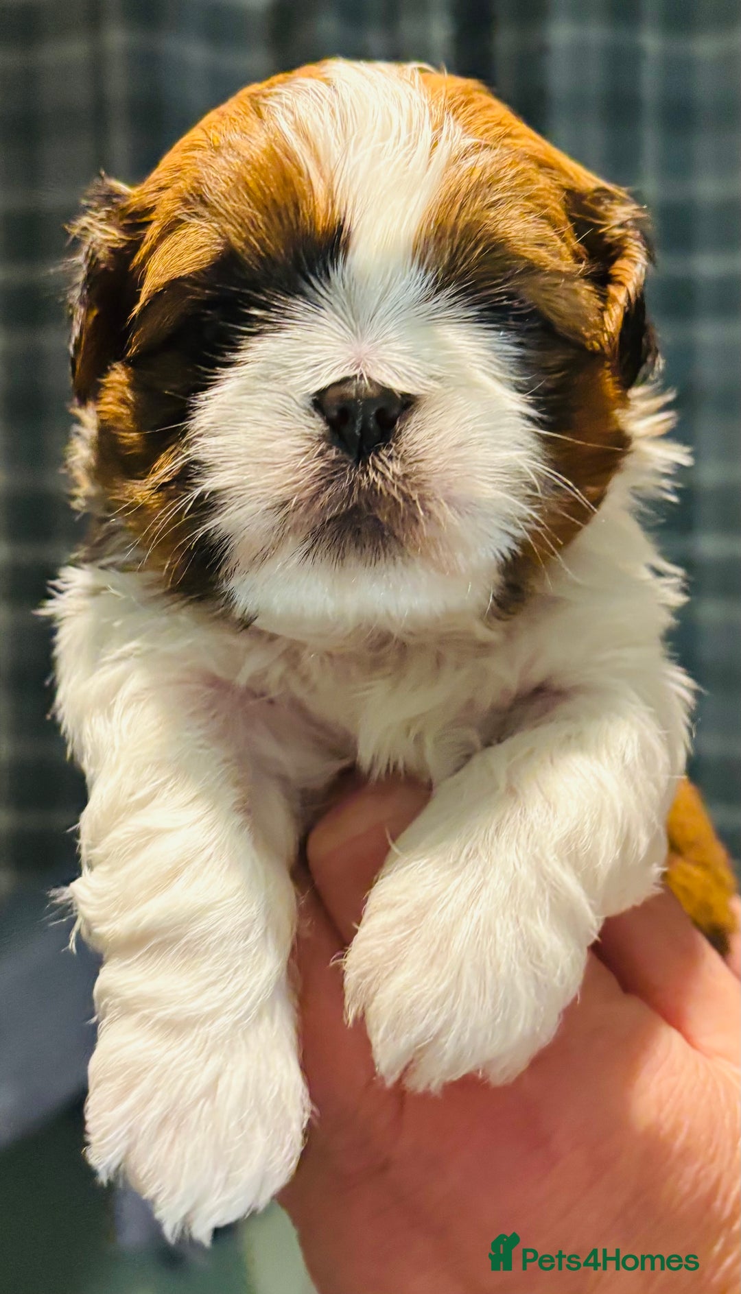 Shih Tzu dogs for sale: Beautiful shih tzu babies  - Advert 6