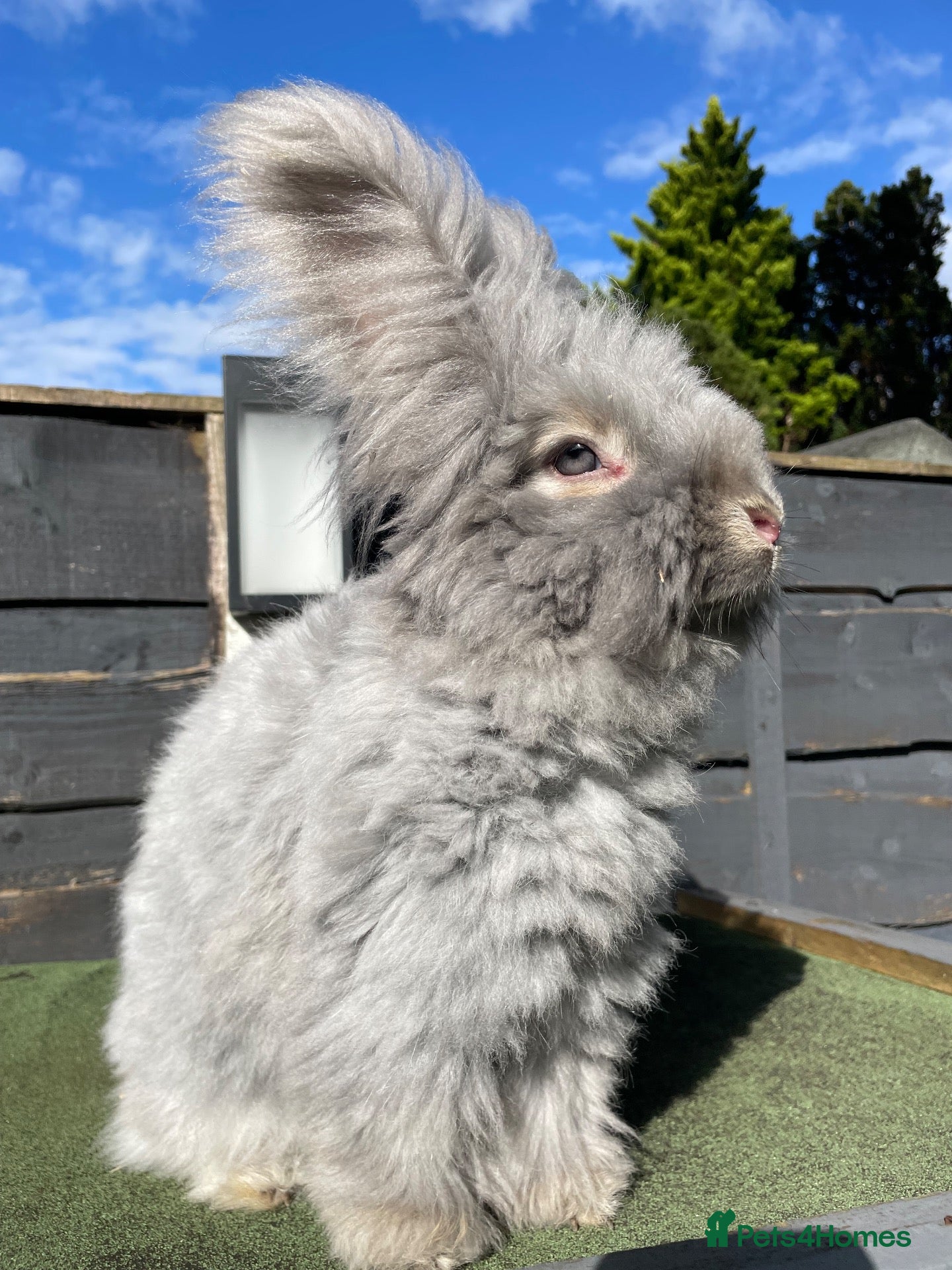 Angora rabbits Beautiful Full Faced English Angoras - Advert 1