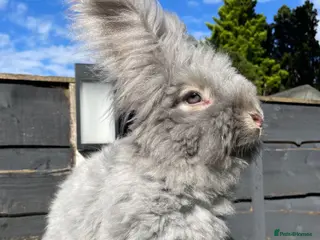 Angora rabbits Beautiful Full Faced English Angoras - Advert 1