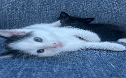 Mixed Breed cats for sale: British Shorthair Cross kittens  - Image 8