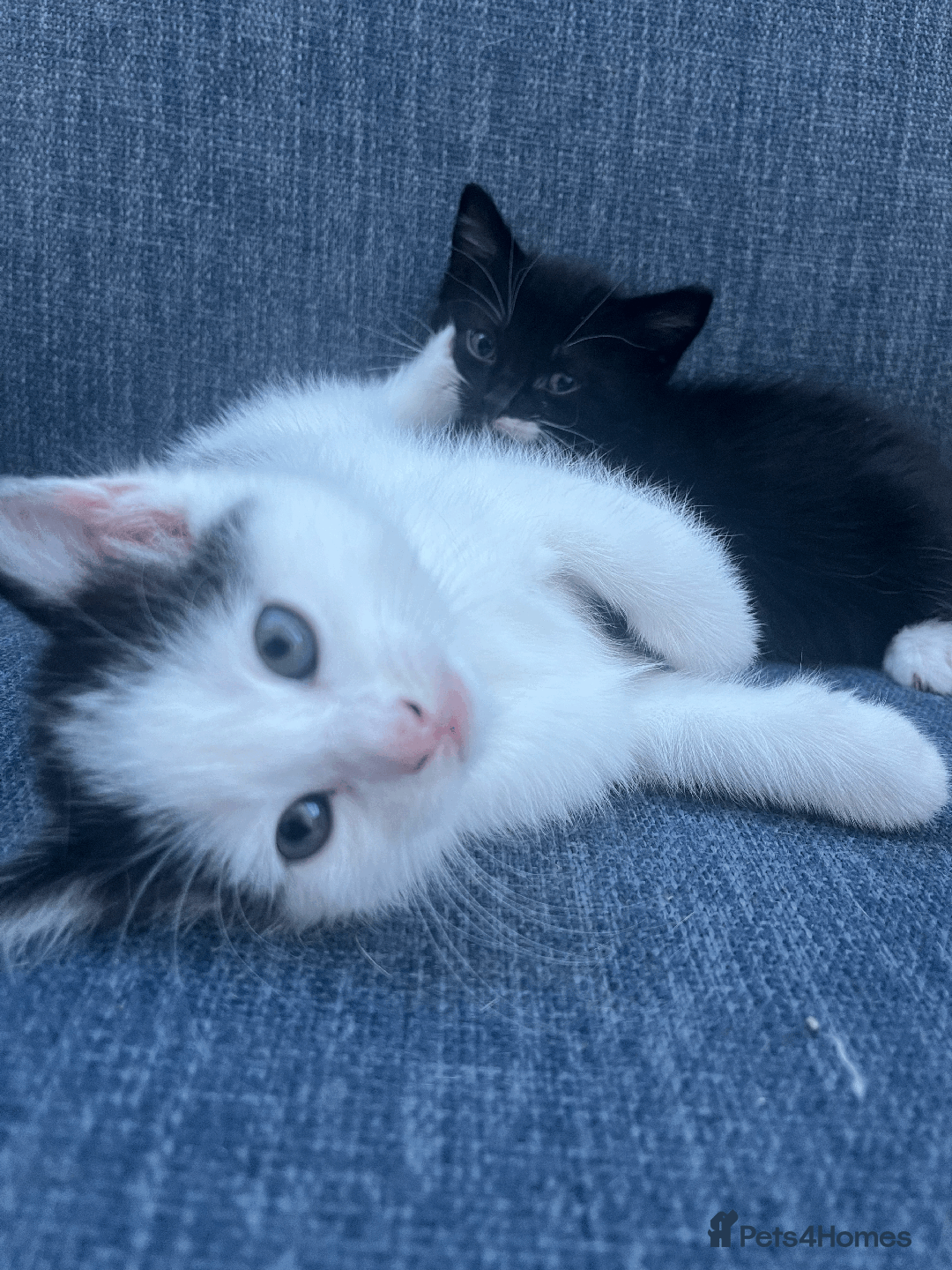 Mixed Breed cats for sale: British Shorthair Cross kittens  - Image 8