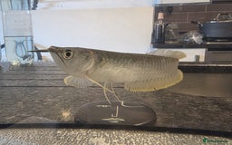Other/Mixed Breed fish for sale: SLIVER AROWANA - Advert 1
