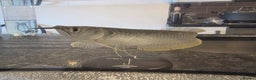 Other/Mixed Breed fish for sale: SLIVER AROWANA - Advert 1